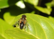 4th Apr 2017 - Hoverfly