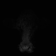 7th Apr 2017 - Bull Headed