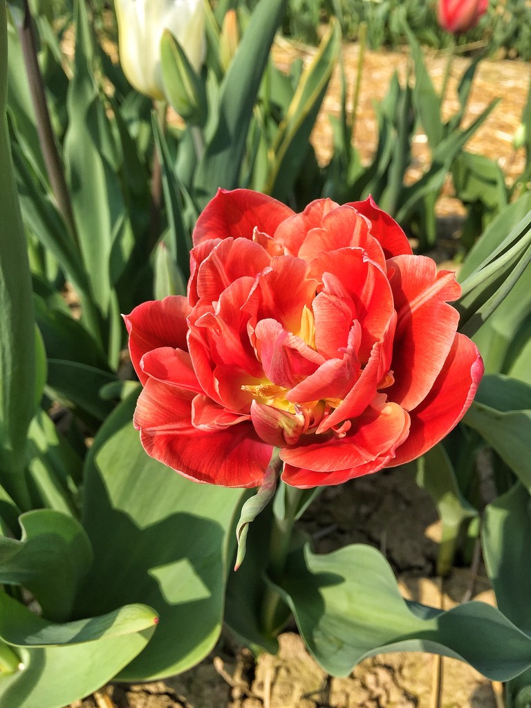 Tulips are red by cocobella