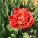 Tulips are red by cocobella