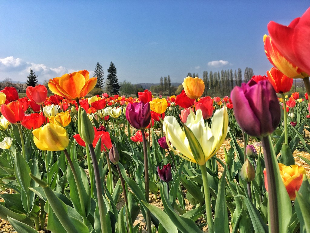Tulips fence  by cocobella