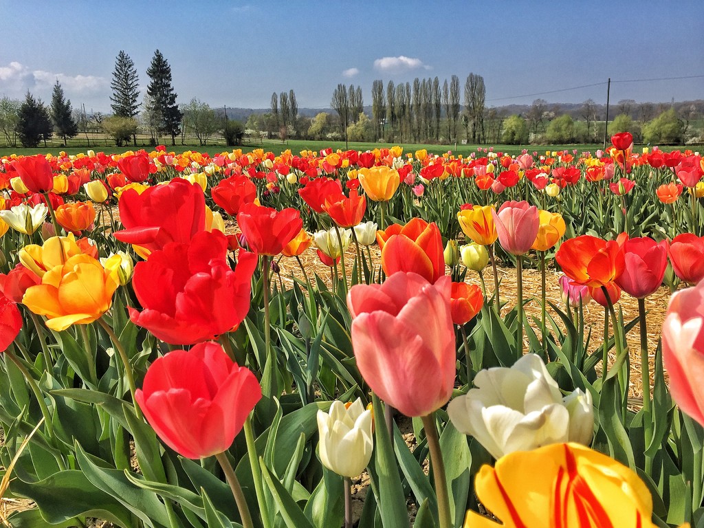 Garden of tulips by cocobella