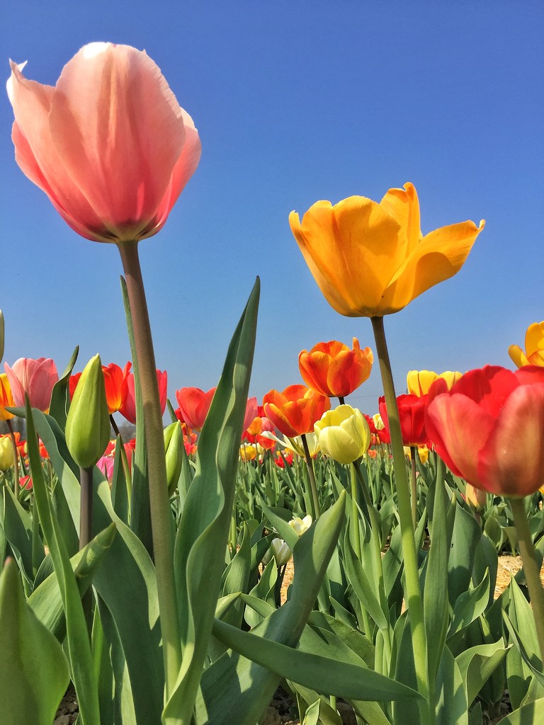 Big tulips by cocobella