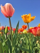 3rd Apr 2017 - Big tulips