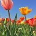 Big tulips by cocobella