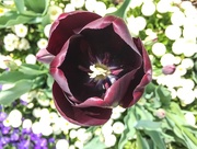 7th Apr 2017 - Dark tulip 