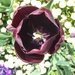 Dark tulip  by cocobella