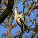 Nesting Grey Herons by julienne1