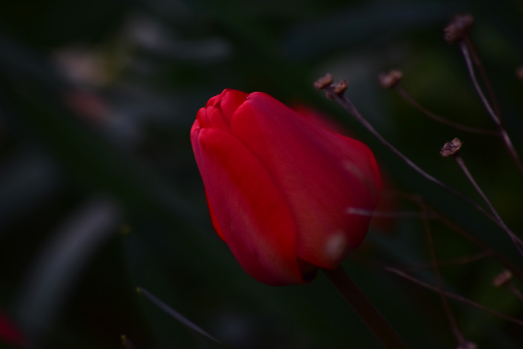 another tulip by ianmetcalfe