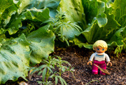 7th Apr 2017 - Lettuce play in the garden