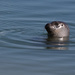 Harbor Seal by leonbuys83