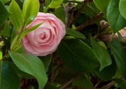 5th Apr 2017 - Camellia