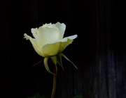 6th Apr 2017 - White Rose