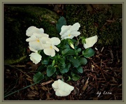 7th Apr 2017 - White Pansies & Mossy Stones