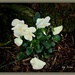 White Pansies & Mossy Stones by essiesue