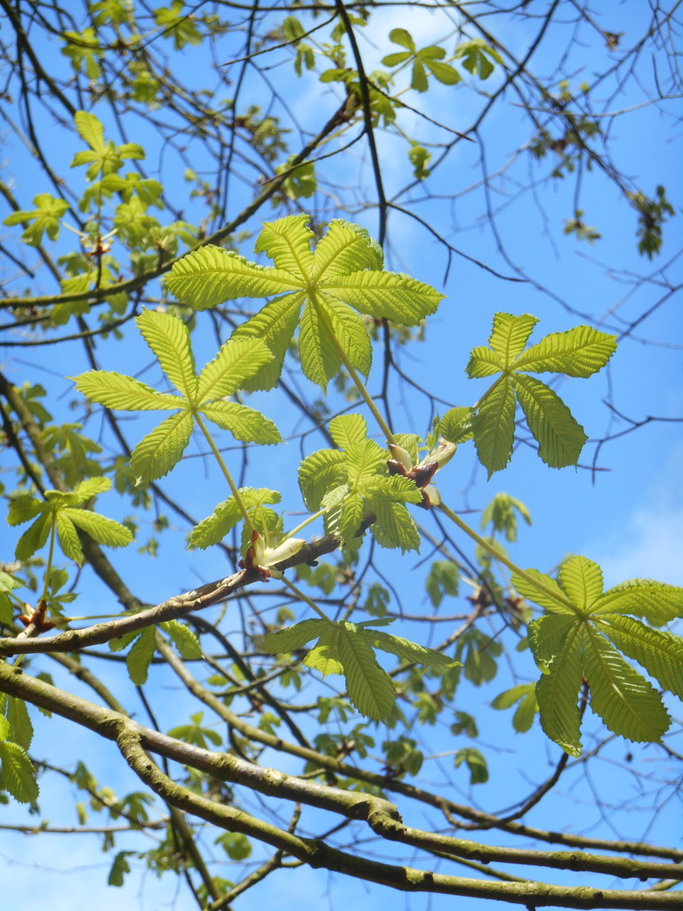 New leaves on the chestnut tree by snowy