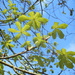 New leaves on the chestnut tree by snowy