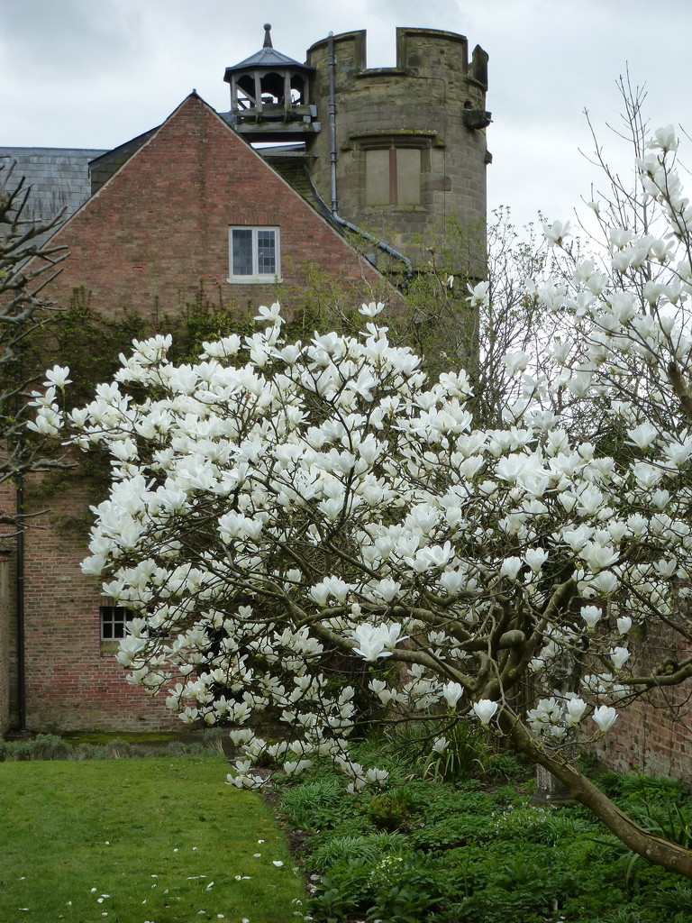 Magnolia at Croft Castle by snowy