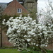 Magnolia at Croft Castle by snowy
