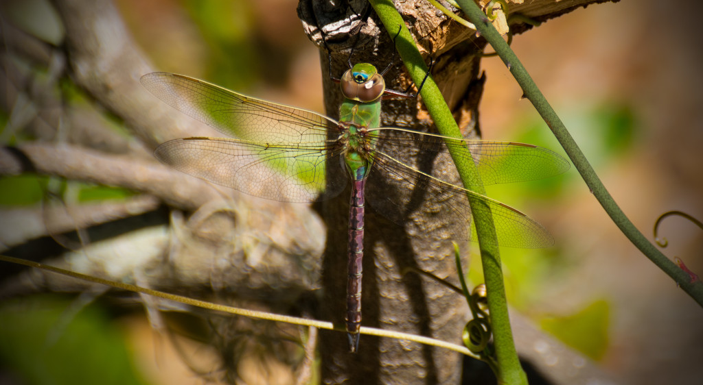 Dragonfly Out of the Wind! by rickster549