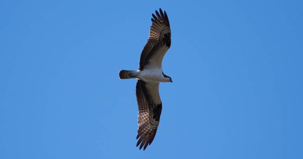 Osprey Floating on the Wind! by rickster549