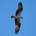 Osprey Floating on the Wind! by rickster549