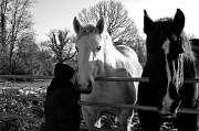 25th Dec 2010 - Horses