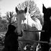 Horses by parisouailleurs