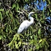 Snowy Egret ~ by happysnaps