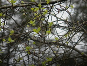 3rd Apr 2017 - Branches on Rainy Day