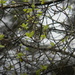 Branches on Rainy Day by sfeldphotos