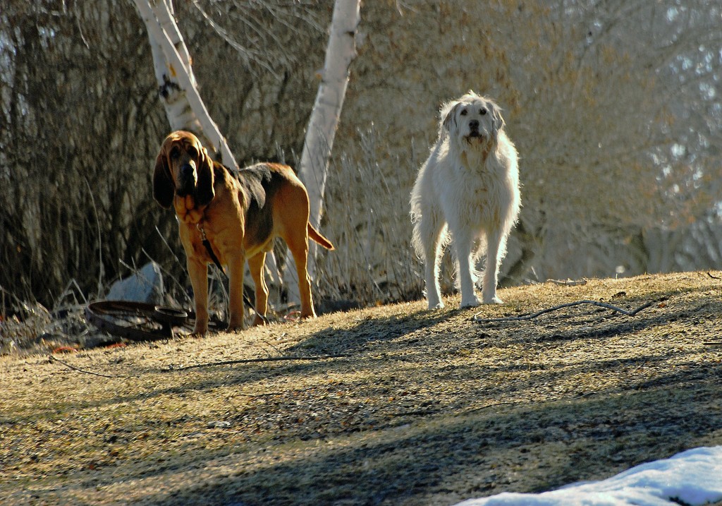 Standing Guard by farmreporter