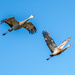 Sandhill cranes by rminer