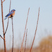 Eastern Bluebird by rminer