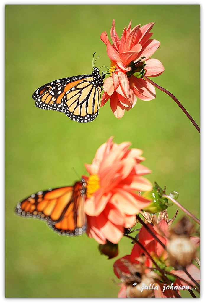 Butterfly Frenzy... by julzmaioro