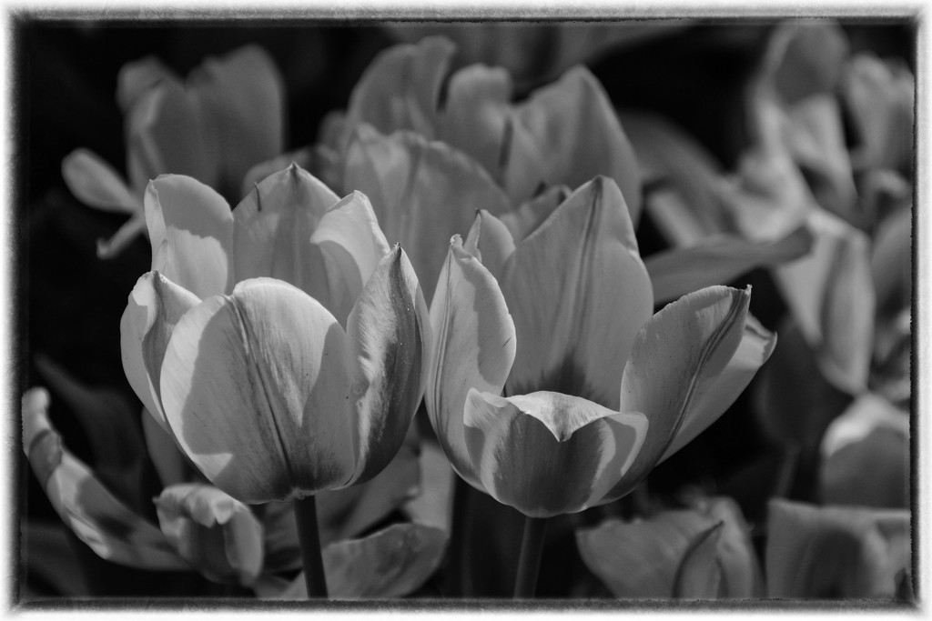 Tulips in B&W by milaniet