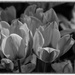 Tulips in B&W by milaniet