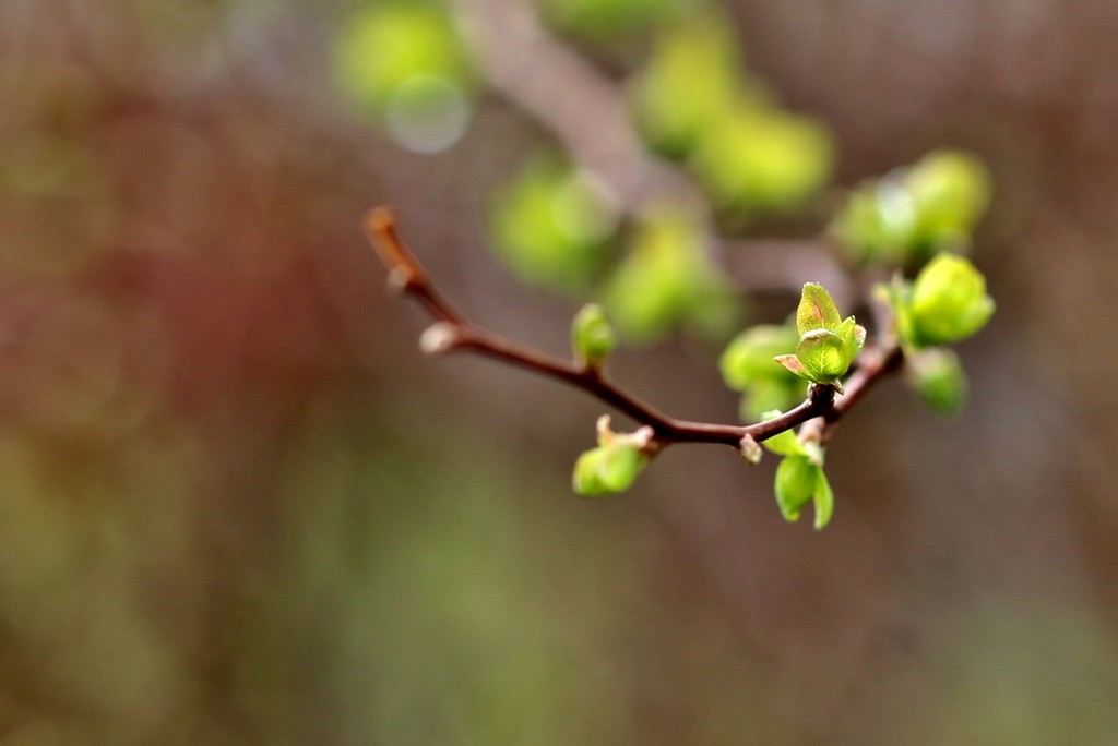 new leaves by lynnz