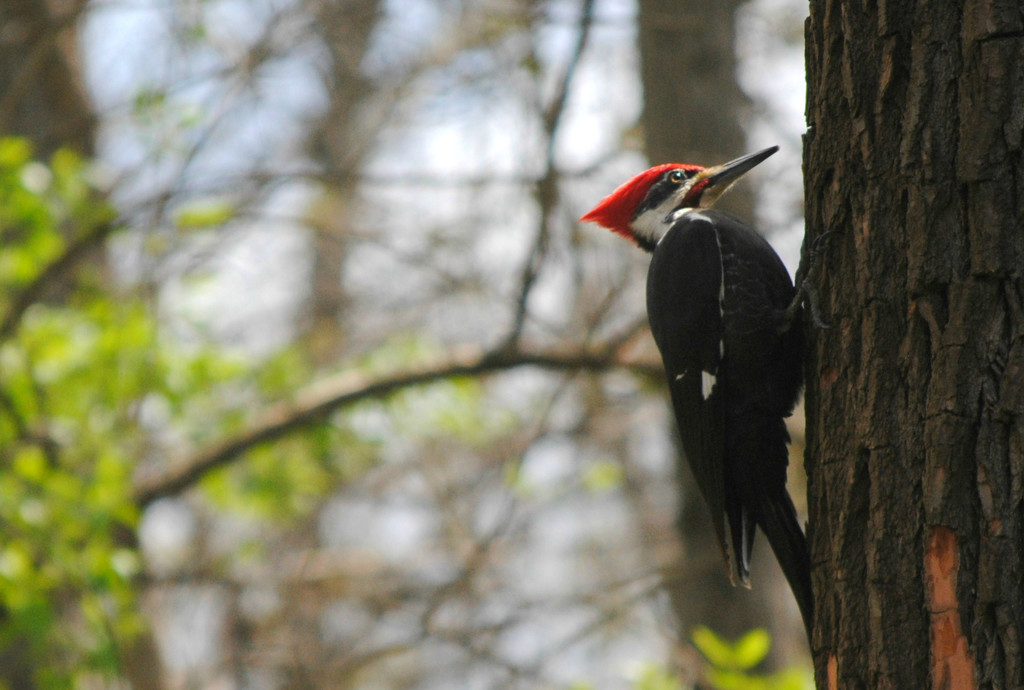 Woody Woodpecker Paid Me a Visit by alophoto