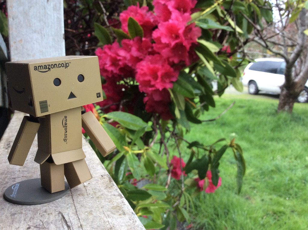 Danbo and the rhodie by pandorasecho