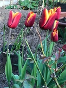 3rd Apr 2017 - Tulips