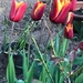Tulips by mattjcuk
