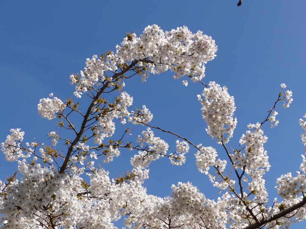  Blossom and Blue Sky by susiemc