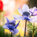 April - Anemone in Colour by newbank