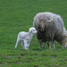 First Lambs by lifeat60degrees