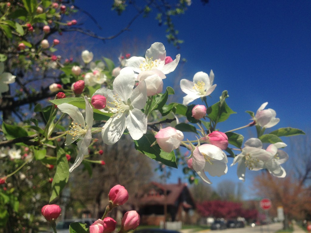 April Blooms by gratitudeyear