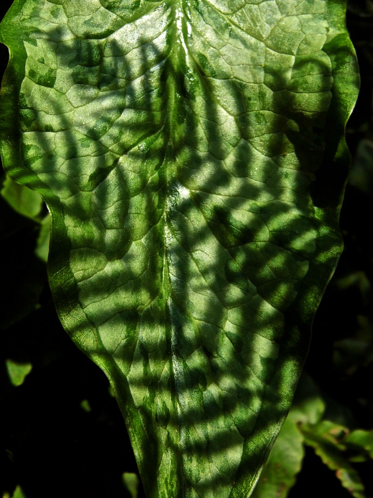 Marriage of Arum Leaf and Fern Frond by redandwhite