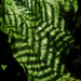 Marriage of Arum Leaf and Fern Frond by redandwhite