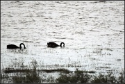7th Apr 2017 - Black Swans