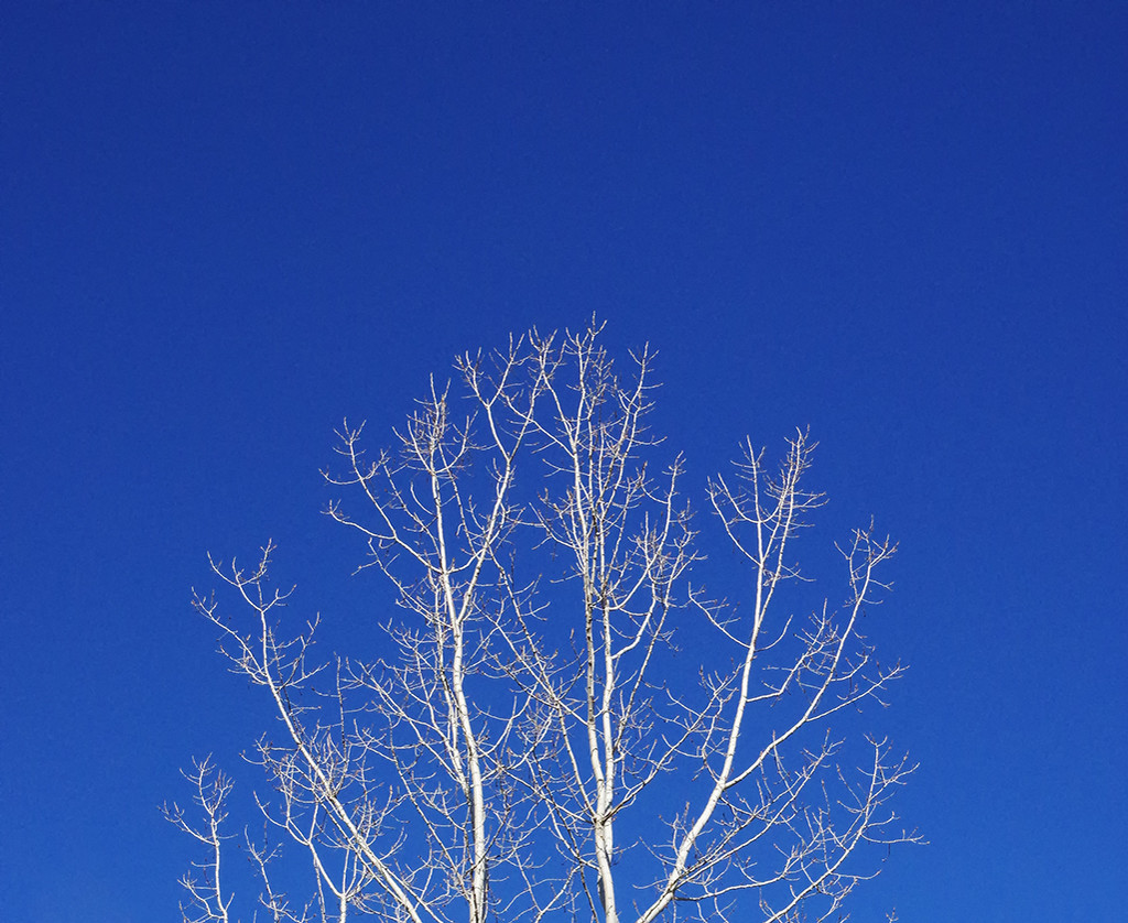 WhiteTree BlueSky by houser934